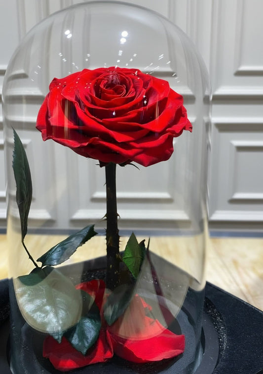 Rose sous cloche - MDFLOWERS